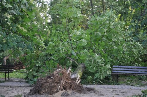 Zniszczenia w parku i na cmentarzu - zdjęcia