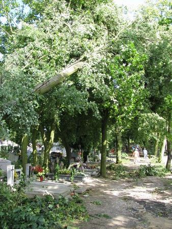 Zniszczenia w parku i na cmentarzu - zdjęcia