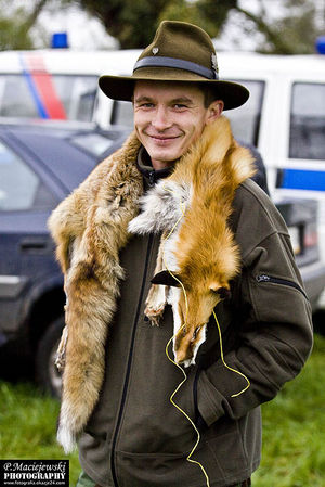 W pogoni za lisem.
