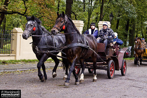 W pogoni za lisem.