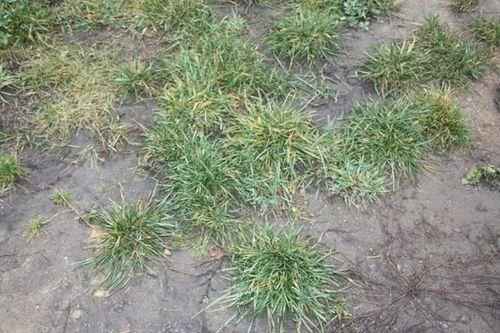 Bezużyteczne boisko - zdjęcia