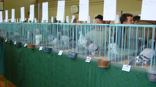 Wystawa gołębi pocztowych (galeria)
