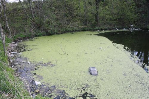 Śmierdząca sprawa - zdjęcia