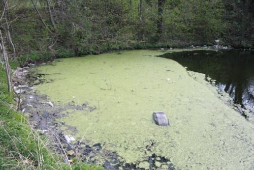 Śmierdząca sprawa - zdjęcia