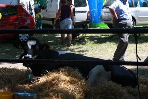 Najlepsze sztuki w Pudliszkach - zdjęcia