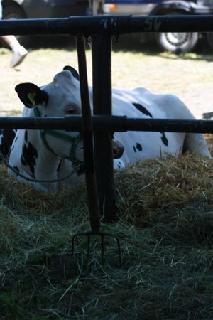 Najlepsze sztuki w Pudliszkach - zdjęcia