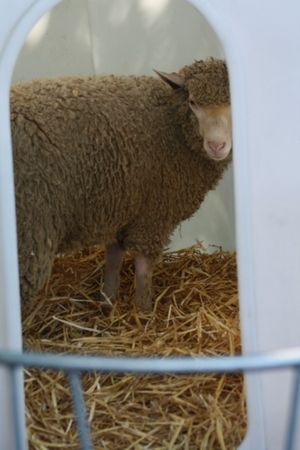 Najlepsze sztuki w Pudliszkach - zdjęcia