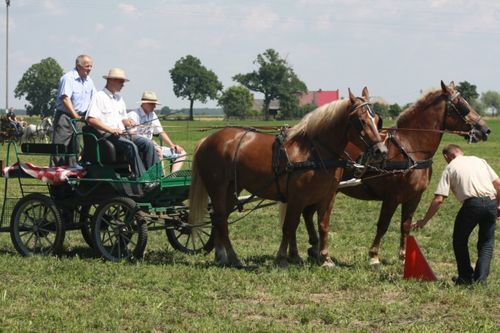 Dzień Konia w Głuchowie  - galeria
