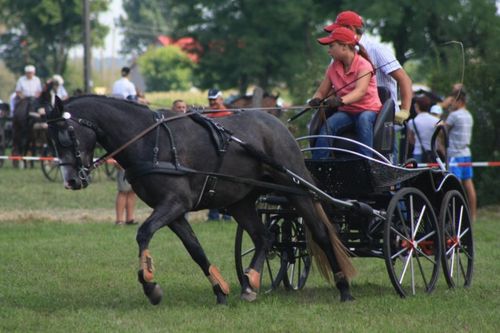 Dzień Konia w Głuchowie  - galeria