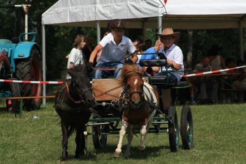 Dzień Konia w Głuchowie  - galeria