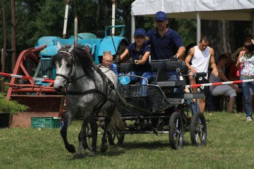 Dzień Konia w Głuchowie  - galeria