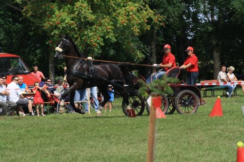 Dzień Konia w Głuchowie  - galeria