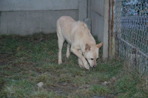 Wolontariusze w akcji (galeria)