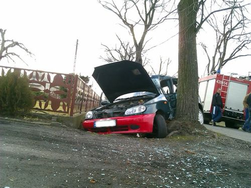 Lanosem w drzewo - zdjęcia