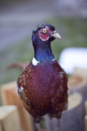 Błogosławiony wśród aniołów - galeria