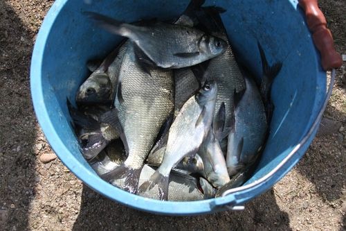 Karpie nie dały się złowić - zdjęcia