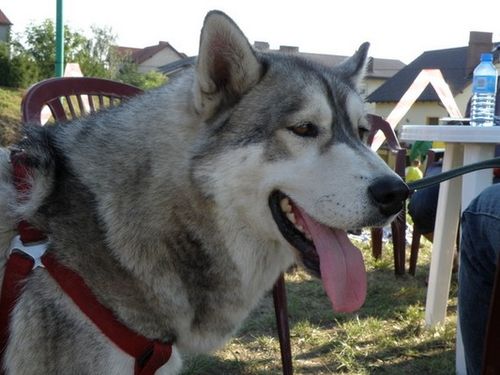 Dumni ze swoich zwierzaków - fotorelacja