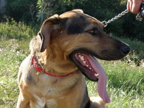 Dumni ze swoich zwierzaków - fotorelacja