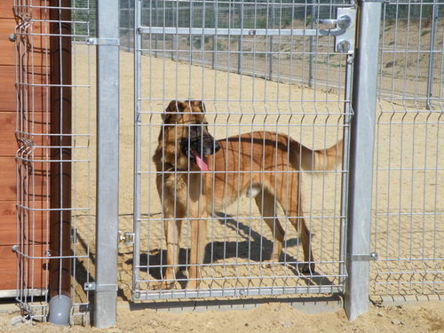 Psia przeprowadzka do nowego domu - zdjęcia