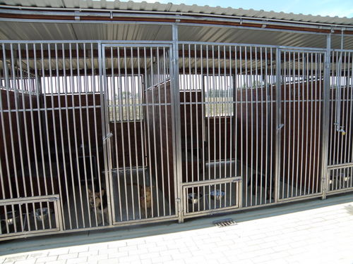 Psia przeprowadzka do nowego domu - zdjęcia