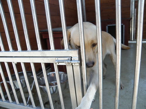 Psia przeprowadzka do nowego domu - zdjęcia