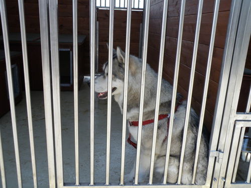 Psia przeprowadzka do nowego domu - zdjęcia