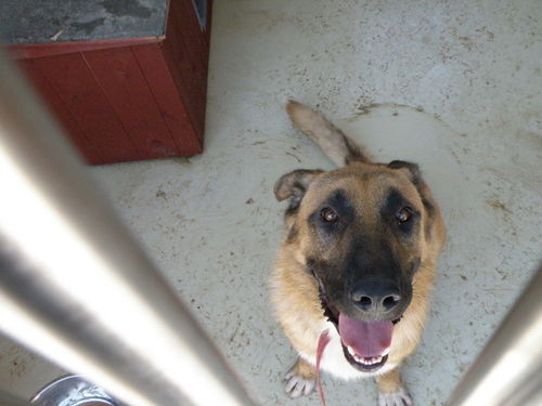 Psia przeprowadzka do nowego domu - zdjęcia