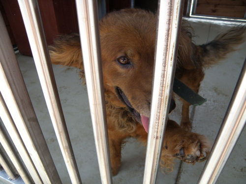 Psia przeprowadzka do nowego domu - zdjęcia