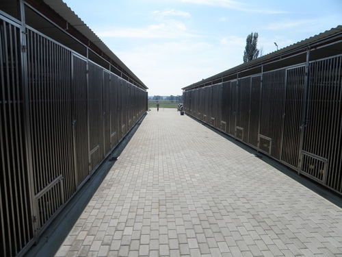 Psia przeprowadzka do nowego domu - zdjęcia