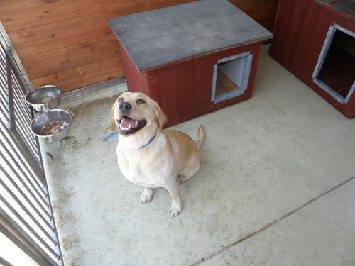 Psia przeprowadzka do nowego domu - zdjęcia