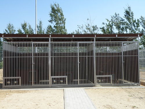 Psia przeprowadzka do nowego domu - zdjęcia