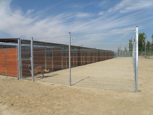 Psia przeprowadzka do nowego domu - zdjęcia