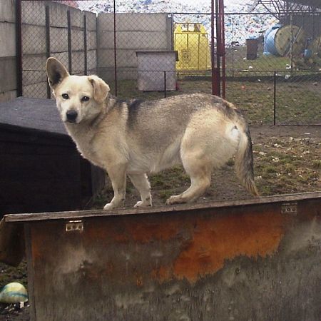 Psy do adopcji (zdjęcia)
