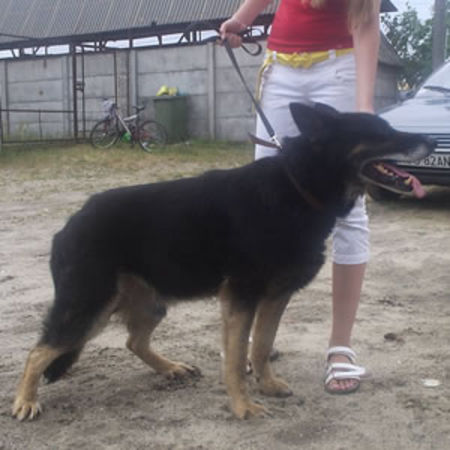 Psy do adopcji (zdjęcia)