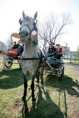 Dzień Ekologii w Grabonogu (galeria)