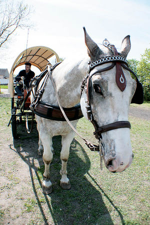 Dzień Ekologii w Grabonogu (galeria)