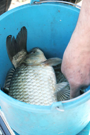 Zmagania wędkarzy w Dzięczynie (galeria)