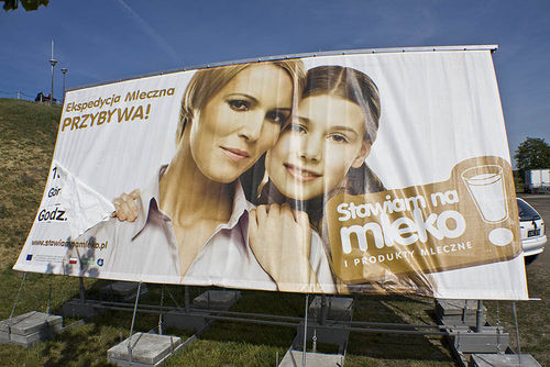 Stawiają na mleko (galeria)