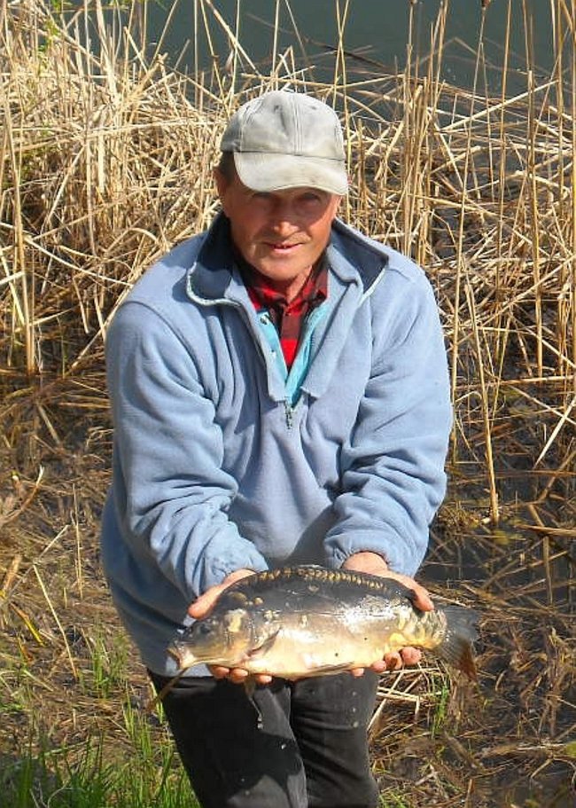 Wpuścili pół tony karpia