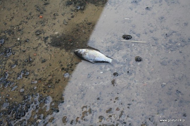 W dzień wygląda jeszcze gorzej - zdjęcia