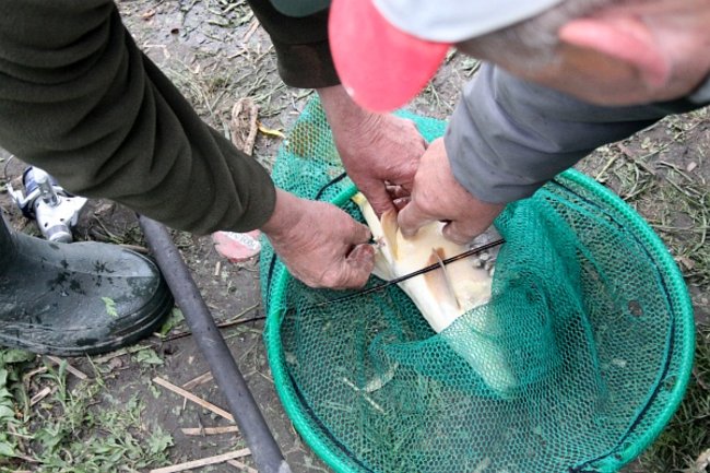 Czekali na złote karasie - zdjęcia