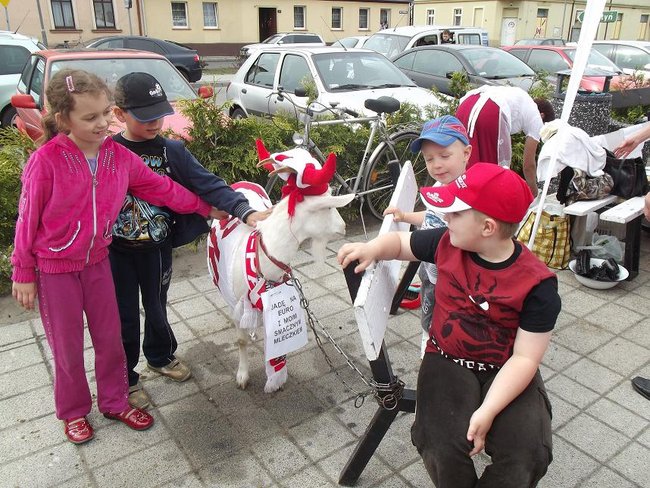 Zajadali się smażonym serem - zdjęcia