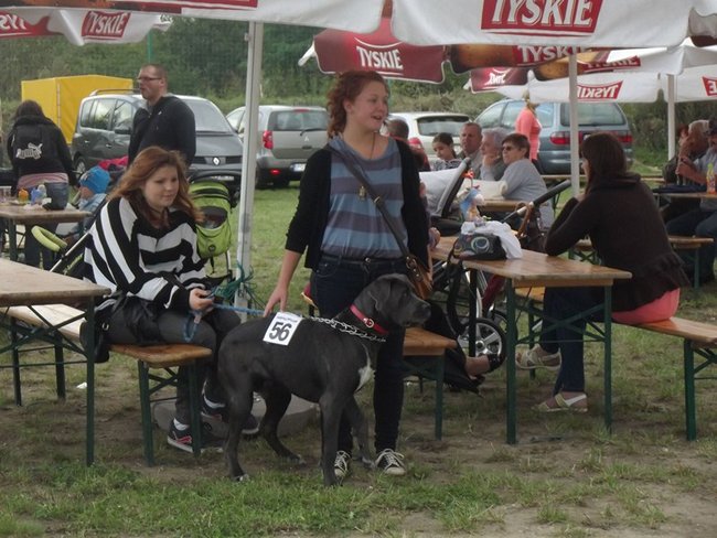 Sobota z tortem i zwierzakami - zdjęcia