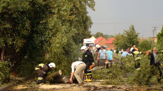 Drzewo runęło tuż przed nim - zdjęcia