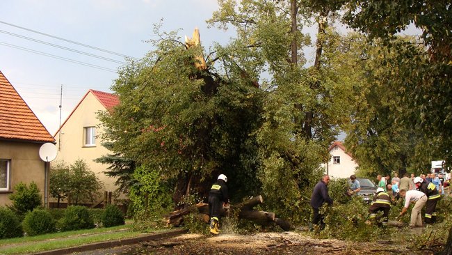 Drzewo runęło tuż przed nim - zdjęcia