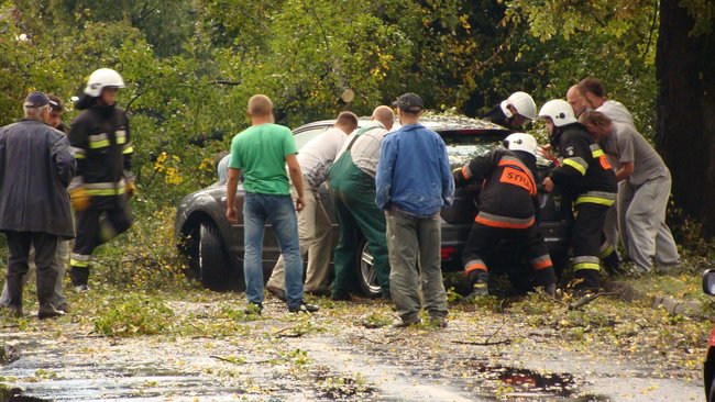 Drzewo runęło tuż przed nim - zdjęcia