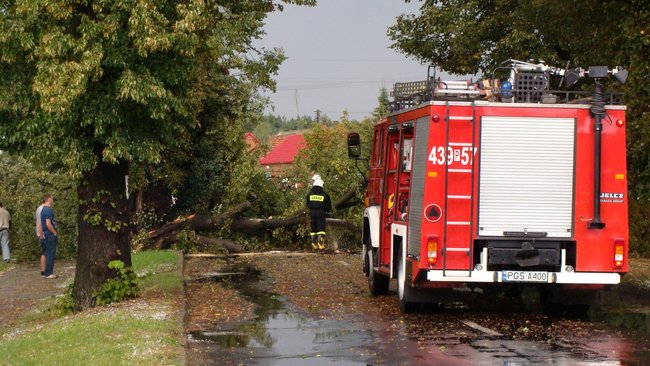 Drzewo runęło tuż przed nim - zdjęcia