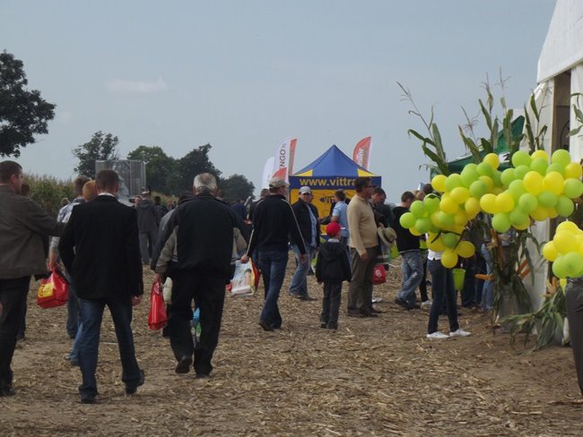 Tłumy na kukurydzianych polach - zdjęcia