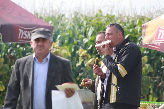 Tłumy na kukurydzianych polach - zdjęcia