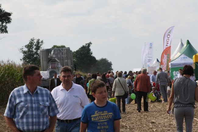 Tłumy na kukurydzianych polach - zdjęcia